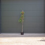 Perzische slaapboom 200 - 220 cm